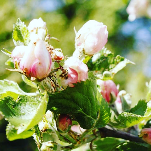 Detergente Struccante alle Mele POMONE Paris | Vegan & Clean