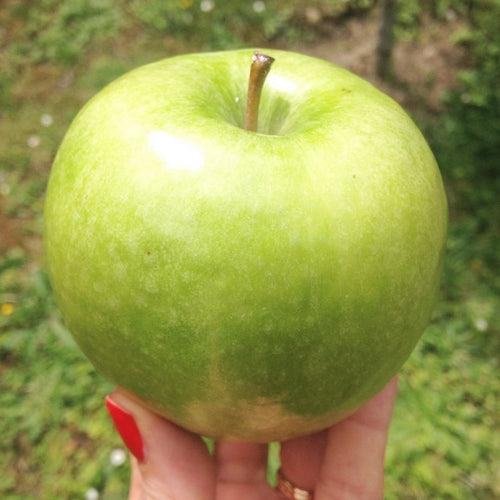 Detergente Struccante alle Mele POMONE Paris | Vegan & Clean